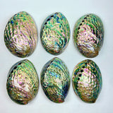 Natural Abalone Shell