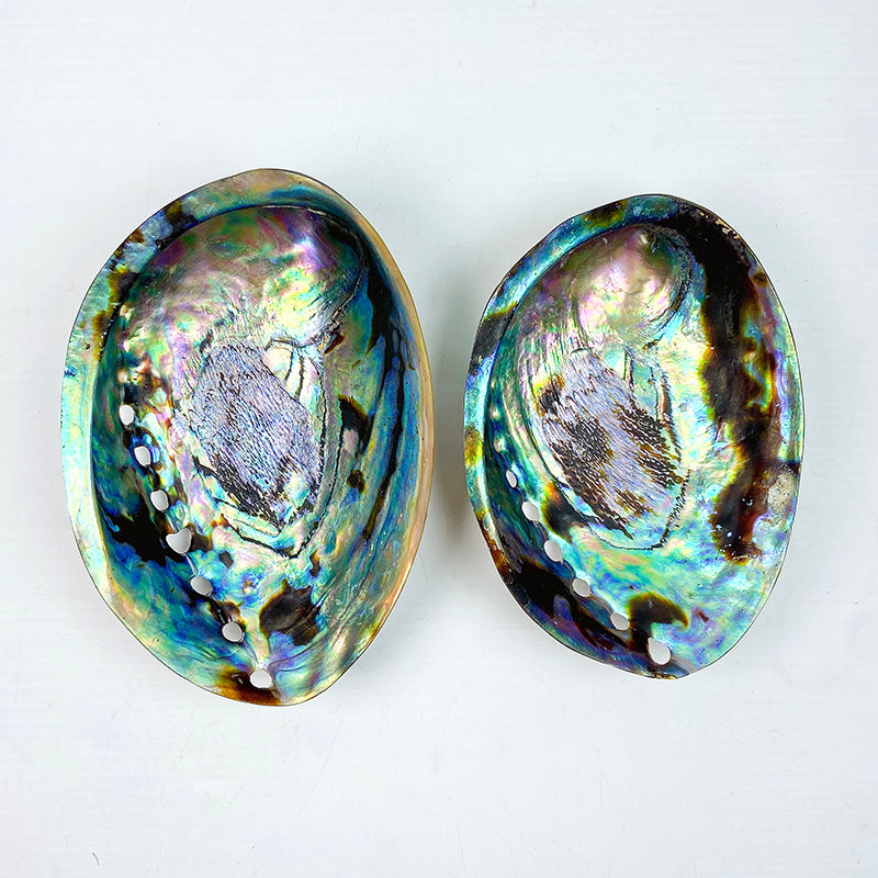 Natural Abalone Shell