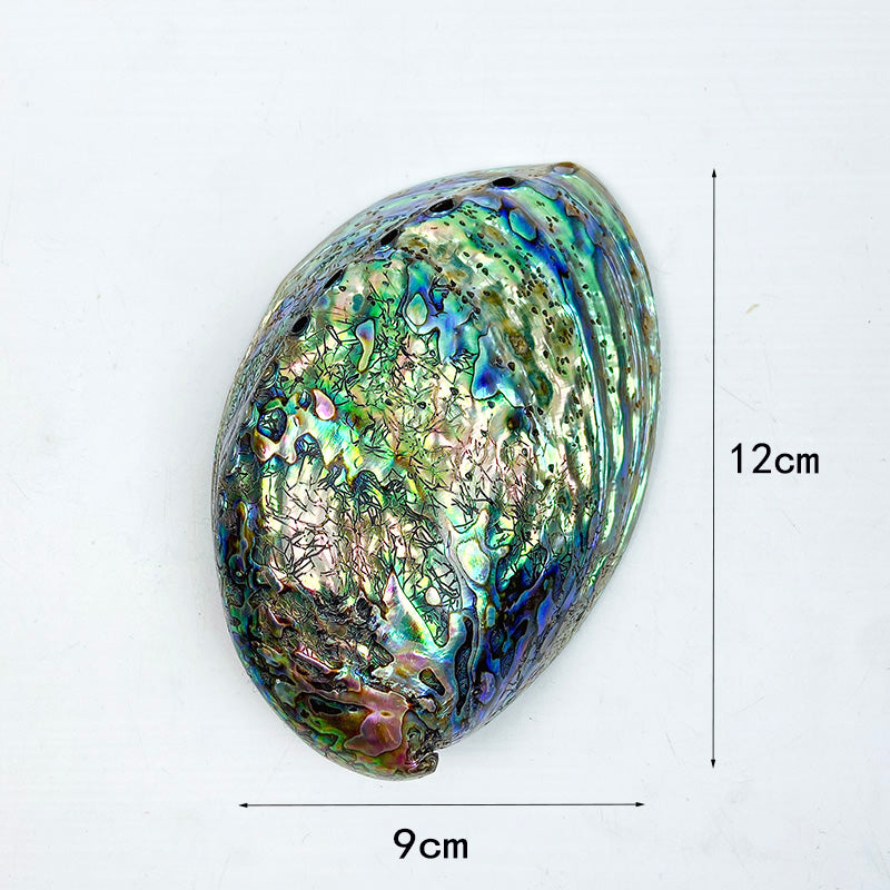 Natural Abalone Shell