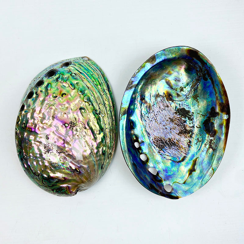 Natural Abalone Shell