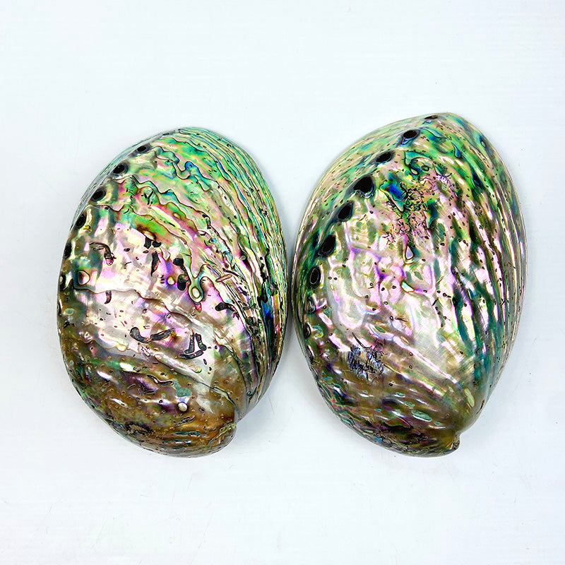 Natural Abalone Shell