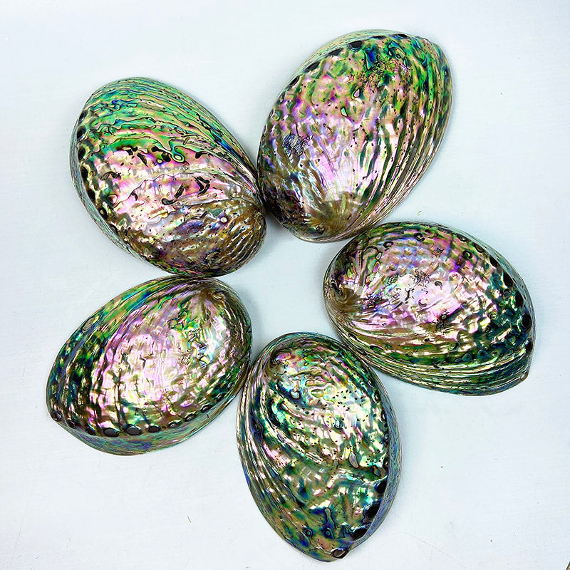 Natural Abalone Shell